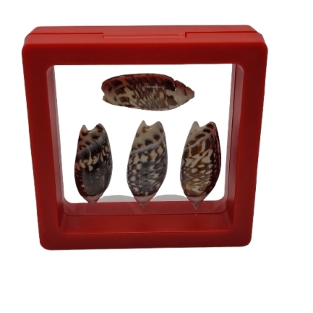 2.75 x 2.75 Decorative Seashell Display in Red Frame
